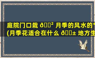 庭院门口栽 🌲 月季的风水的*
(月季花适合在什么 🐱 地方生长)